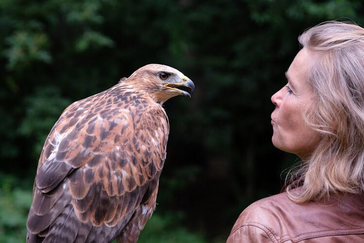 Coaching met Roofvogels